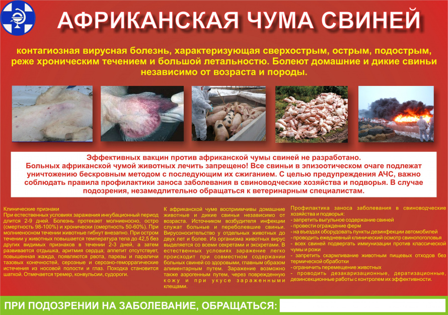 Африканская чума свиней