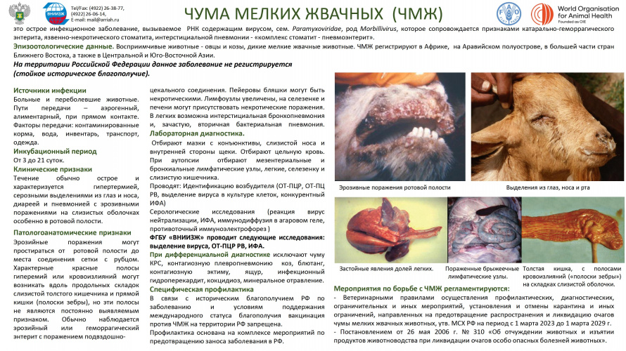 Чума мелких жвачных животных (ЧМЖЖ)